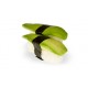 Sushi Avocat
